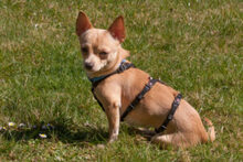 MADITA, Hund, Chihuahua in Lauf - Bild 8