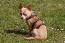MADITA, Hund, Chihuahua in Lauf - Bild 9