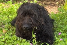 ZOE, Hund, Mischlingshund in Italien - Bild 1