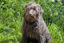 ZOE, Hund, Mischlingshund in Italien - Bild 2