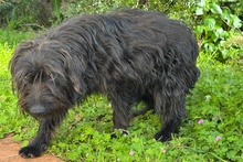 ZOE, Hund, Mischlingshund in Italien - Bild 3