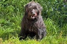 ZOE, Hund, Mischlingshund in Italien - Bild 4