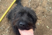 ZOE, Hund, Mischlingshund in Italien - Bild 5