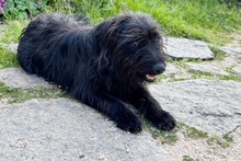 ZOE, Hund, Mischlingshund in Italien - Bild 6