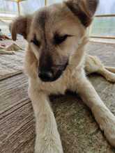 SALOME, Hund, Mischlingshund in Rumänien - Bild 10