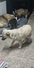 SALOME, Hund, Mischlingshund in Rumänien - Bild 2