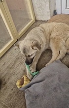 SALOME, Hund, Mischlingshund in Rumänien - Bild 4