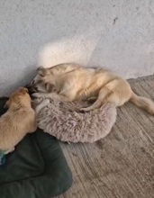 SALOME, Hund, Mischlingshund in Rumänien - Bild 5