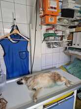 SALOME, Hund, Mischlingshund in Rumänien - Bild 6