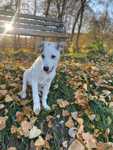 ERJA, Hund, Mischlingshund in Rumänien - Bild 1