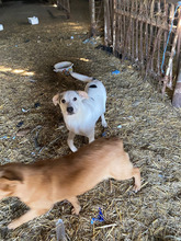 ERJA, Hund, Mischlingshund in Rumänien - Bild 2
