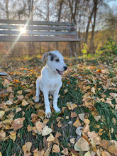 ERJA, Hund, Mischlingshund in Rumänien - Bild 3