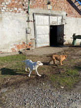 ERJA, Hund, Mischlingshund in Rumänien - Bild 5