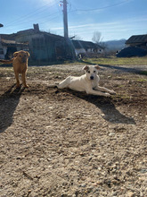 ERJA, Hund, Mischlingshund in Rumänien - Bild 6