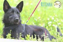 RITINHA, Hund, Podenco-Mix in Portugal - Bild 1