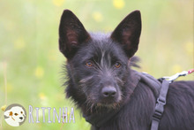 RITINHA, Hund, Podenco-Mix in Portugal - Bild 2