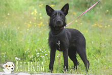 RITINHA, Hund, Podenco-Mix in Portugal - Bild 3