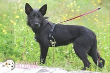 RITINHA, Hund, Podenco-Mix in Portugal - Bild 4