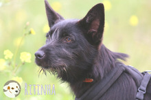 RITINHA, Hund, Podenco-Mix in Portugal - Bild 5