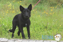 RITINHA, Hund, Podenco-Mix in Portugal - Bild 6