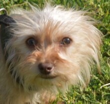 LUCIEN, Hund, Mischlingshund in Ungarn - Bild 1