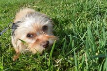 LUCIEN, Hund, Mischlingshund in Ungarn - Bild 2