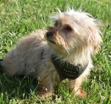LUCIEN, Hund, Mischlingshund in Ungarn - Bild 3