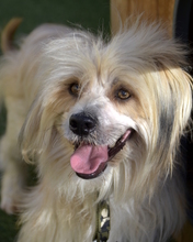 LUPIN, Hund, Mischlingshund in Spanien - Bild 1