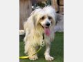 LUPIN, Hund, Mischlingshund in Spanien - Bild 10