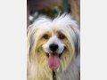 LUPIN, Hund, Mischlingshund in Spanien - Bild 11