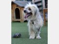 LUPIN, Hund, Mischlingshund in Spanien - Bild 12