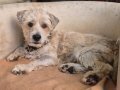 LUPIN, Hund, Mischlingshund in Spanien - Bild 2
