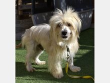LUPIN, Hund, Mischlingshund in Spanien - Bild 4