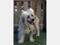 LUPIN, Hund, Mischlingshund in Spanien - Bild 5