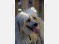 LUPIN, Hund, Mischlingshund in Spanien - Bild 6