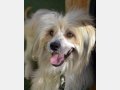 LUPIN, Hund, Mischlingshund in Spanien - Bild 8