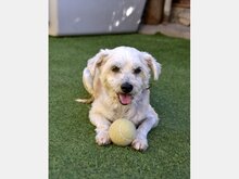 REINA, Hund, Mischlingshund in Spanien