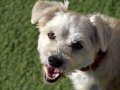 REINA, Hund, Mischlingshund in Spanien - Bild 2