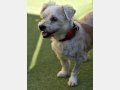 REINA, Hund, Mischlingshund in Spanien - Bild 3