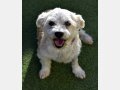 REINA, Hund, Mischlingshund in Spanien - Bild 4