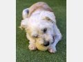 REINA, Hund, Mischlingshund in Spanien - Bild 5