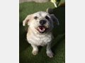 REINA, Hund, Mischlingshund in Spanien - Bild 6