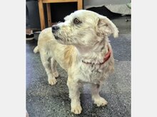REINA, Hund, Mischlingshund in Spanien - Bild 7