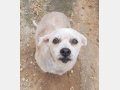 REINA, Hund, Mischlingshund in Spanien - Bild 8