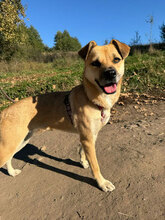 LUISA, Hund, Mischlingshund in Rumänien - Bild 1