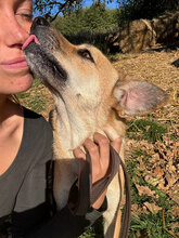 LUISA, Hund, Mischlingshund in Rumänien - Bild 2
