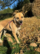 LUISA, Hund, Mischlingshund in Rumänien - Bild 3