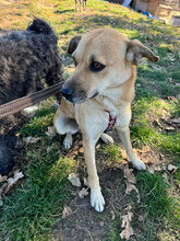 LUISA, Hund, Mischlingshund in Rumänien - Bild 6