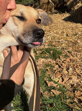 LUISA, Hund, Mischlingshund in Rumänien - Bild 7