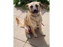 JAMARA, Hund, Mischlingshund in Zirndorf - Bild 1